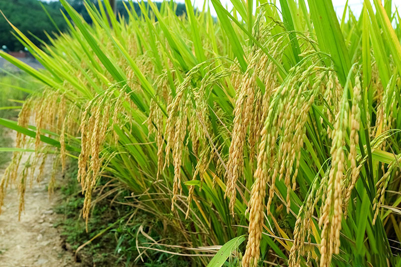 湖北大米批發(fā) 湖北大米批發(fā)