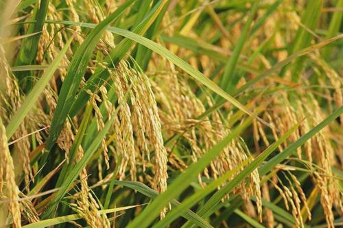 荊州大米廠家 荊州大米廠家